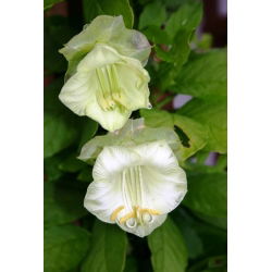 Cup dan Panggang Vine benih - Cobaea scandens - 6 biji