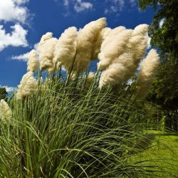 Pampas Tráva - Cortaderia selloana - 156 semien - semená