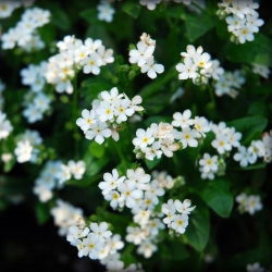 Valge Unustage-Me-Ei, seemned - Myosotis alpestris - 460 seemet