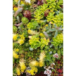 Kukehari - 250 seemned - Sedum
