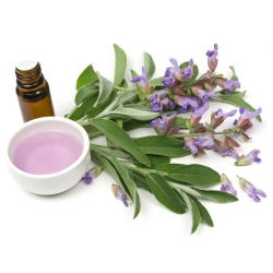 Salvia Officinalis - Salvia officinalis - Perfecto para salsas, sopas y carnes - Semillas frescas