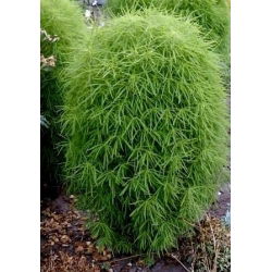Benih Kochia - Kochia scoparia - Bassia scoparia