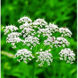 Anís verde - Pimpinella anisum - Perfecto para infusiones aromáticas - Semillas frescas