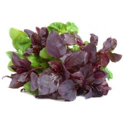 Sjeme crvenog rubina - Ocimum basilicum - 325 sjemenki - sjemenke