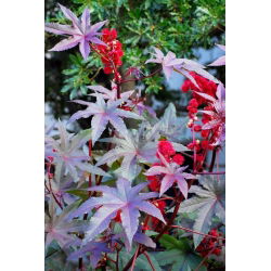 Castor Oil Plant Nový Zéland Fialová semena - Ricinus communis - 6 semena
