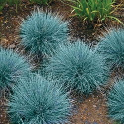 Modré semená - Festuca glauca - 285 semien