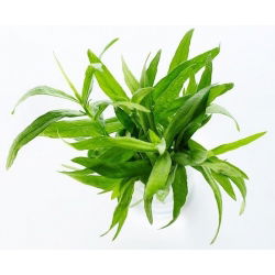 Estragón - Artemisia dracunculus - Fresco o seco, perfecto para salsas y carnes - Semillas frescas