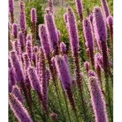 Gayfeather - Pink - Liatris spicata - Majestic Violet Spires - Fresh Seeds