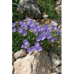 Tussock Bellflower - Mixed - Campanula carpatica - Charming Summer Bells - Fresh Seeds