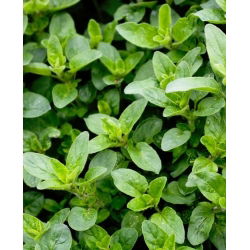Mejorana - Origanum majorana - Ideal para sazonar sopas y carnes - Semillas frescas
