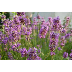 Hoa oải hương thật, hạt oải hương tốt - Lavendula vera - 180 hạt - Lavendula officinalis