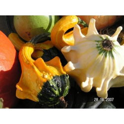 Gresskar - Autumn Wings - 22 frø - Cucurbita pepo