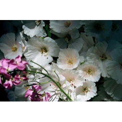 Бело семе Годетиа - Годетиа грандифлора - 1500 семена - Godetia grandiflora