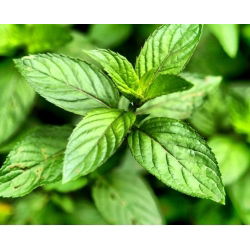Hạt bạc hà - Mentha piperita -   hạt