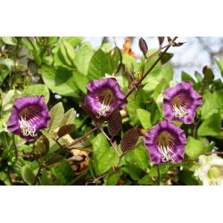 גביע סגול ותפוחי גפן גפנים - Cobaea scandens - 6 זרעים