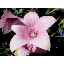 Balloon Flower Fuji Pink seemned - Platycodon grandiflorus - 110 seemnet