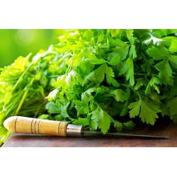 Cilantro - Coriandrum sativum - Hierba aromática, ideal para cocinar y sazonar - Semillas frescas
