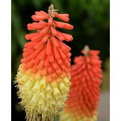Tritoma, Red Hot Poker - Kniphofia uvaria - Striking Torch-Like Blooms in Fiery Colours - Fresh Seeds