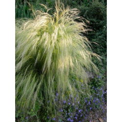 Mexické Feather Grass Pony Tails semená - Stipa tenuissima - 100 semien