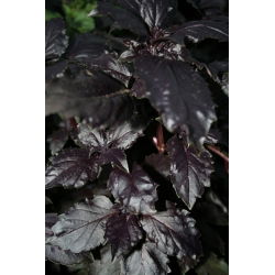 Sjeme crvenog rubina - Ocimum basilicum - 325 sjemenki - sjemenke