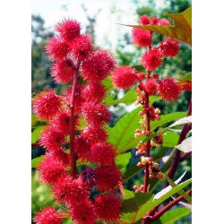 Castor Oil Plant Nový Zéland Fialová semena - Ricinus communis - 6 semena