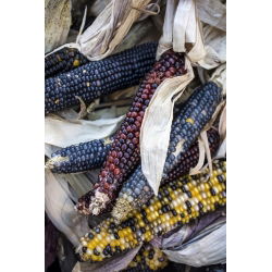 Ornamental corn - Perfect for Autumn Decorations and Arrangements - Fresh Seeds