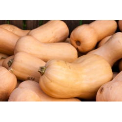 Tykev muškátová - Butternut - Ideální na pečení, do polévek a omáček - Čerstvá semena