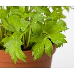 Levístico - Levisticum officinale - Hierba aromática, ideal para sopas y salsas - Semillas frescas