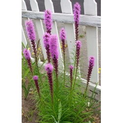 Gayfeather - Pink - Liatris spicata - Majestic Violet Spires - Fresh Seeds