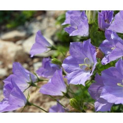 Tussock Bellflower - Mixed - Campanula carpatica - Charming Summer Bells - Fresh Seeds
