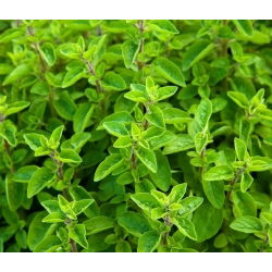 Mejorana - Origanum majorana - Ideal para sazonar sopas y carnes - Semillas frescas