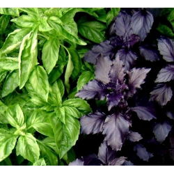 Basil, Thái trộn hạt húng quế - Ocimum basilicum - 325 hạt