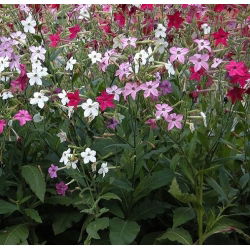Roulette Tembakau Hias F2. Campuran biji - Nicotiana x sanderae - 3000 biji