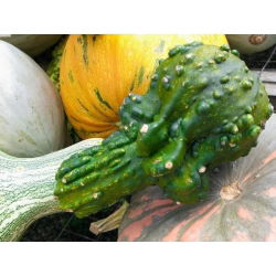 Tykev okrasná - Autumn Wings - Perfektní pro podzimní aranžmá a dekorace - Čerstvá semena
