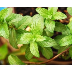 Hạt bạc hà - Mentha piperita -   hạt