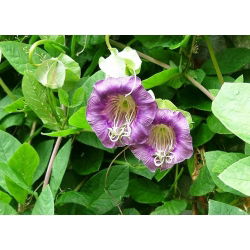 גביע סגול ותפוחי גפן גפנים - Cobaea scandens - 6 זרעים