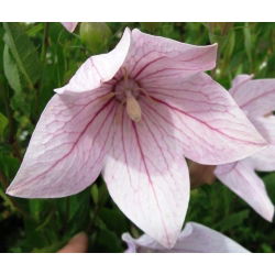 Balloon Flower Fuji Pink seemned - Platycodon grandiflorus - 110 seemnet