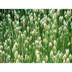 Semená kanárskej trávy - Phalaris canariensis - 600 semien