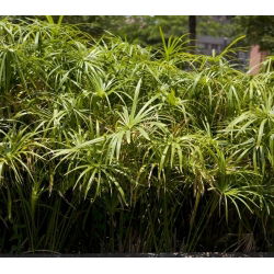 Umbrella Sedge, Biji Papirus biji - Cyperus alternifolius - 160 biji - benih