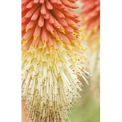 Tritoma, Red Hot Poker - Kniphofia uvaria - Striking Torch-Like Blooms in Fiery Colours - Fresh Seeds