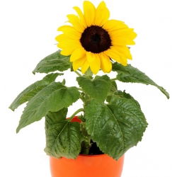 Navadna sončnična semena - Helianthus annuus - 40 semen - Helianthus annus