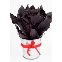 Sjeme crvenog rubina - Ocimum basilicum - 325 sjemenki - sjemenke