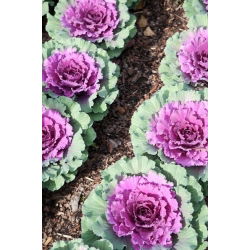 Ornamental cabbage - Hardy Plant, Perfect for Autumn and Winter Gardens - Fresh Seeds