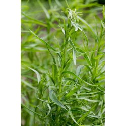 Estragón - Artemisia dracunculus - Fresco o seco, perfecto para salsas y carnes - Semillas frescas