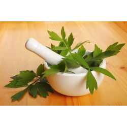 Levístico - Levisticum officinale - Hierba aromática, ideal para sopas y salsas - Semillas frescas