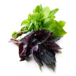 Basil, Thái trộn hạt húng quế - Ocimum basilicum - 325 hạt