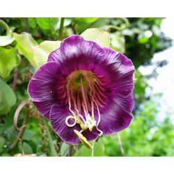 גביע סגול ותפוחי גפן גפנים - Cobaea scandens - 6 זרעים
