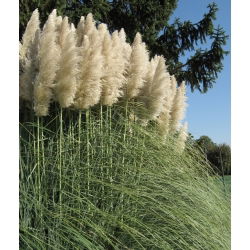 Pampas Tráva - Cortaderia selloana - 156 semien - semená