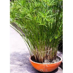 Umbrella Sedge, Biji Papirus biji - Cyperus alternifolius - 160 biji - benih