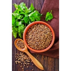 Cilantro - Coriandrum sativum - Hierba aromática, ideal para cocinar y sazonar - Semillas frescas
